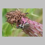 Anthomyia pluvialis - Blumenfliege 01.jpg
